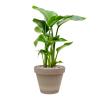 Plant in Pot Strelitzia Nicolai 65 cm kamerplant in Terra Cotta Grijs 24 cm bloempot