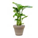 Plant in Pot Strelitzia Nicolai 65 cm kamerplant in Terra Cotta Grijs 24 cm bloempot