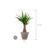 Plant in Pot Yucca Elephantipes 110 cm bloempot in Terra Cotta Grijs 35 cm bloempot