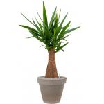 Plant in Pot Yucca Elephantipes 110 cm bloempot in Terra Cotta Grijs 35 cm bloempot