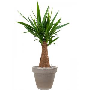 Plant in Pot Yucca Elephantipes 110 cm bloempot in Terra Cotta Grijs 35 cm bloempot