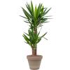 Plant in Pot Yucca Elephantipes 95 cm kamerplant in Terra Cotta Grijs 24 cm bloempot