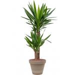 Plant in Pot Yucca Elephantipes 95 cm kamerplant in Terra Cotta Grijs 24 cm bloempot