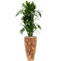 Plant in Pot Dracaena Fragrans Arturo 170 cm kamerplant in Baq Facets Jenga 35 cm bloempot