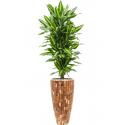 Plant in Pot Dracaena Fragrans Cintho 185 cm kamerplant in Baq Facets Jenga 35 cm bloempot