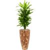 Plant in Pot Dracaena Fragrans Golden Coast 165 cm kamerplant in Baq Facets Jenga 35 cm bloempot