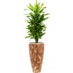 Plant in Pot Dracaena Fragrans Golden Coast 165 cm kamerplant in Baq Facets Jenga 35 cm bloempot