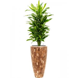 Plant in Pot Dracaena Fragrans Golden Coast 165 cm kamerplant in Baq Facets Jenga 35 cm bloempot