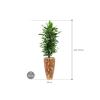 Plant in Pot Dracaena Fragrans Janet Lind 185 cm kamerplant in Baq Facets Jenga 35 cm bloempot