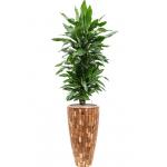 Plant in Pot Dracaena Fragrans Janet Lind 185 cm kamerplant in Baq Facets Jenga 35 cm bloempot