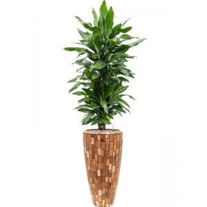 Plant in Pot Dracaena Fragrans Janet Lind 185 cm kamerplant in Baq Facets Jenga 35 cm bloempot