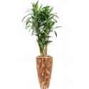 Plant in Pot Dracaena Fragrans Ulises 185 cm kamerplant in Baq Facets Jenga 35 cm bloempot