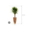 Plant in Pot Dracaena Marganita 185 cm kamerplant in Baq Facets Jenga 35 cm bloempot