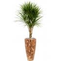 Plant in Pot Dracaena Marganita 185 cm kamerplant in Baq Facets Jenga 35 cm bloempot