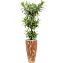 Plant in Pot Dracaena Reflexa Song Of Jenny 185 cm kamerplant in Baq Facets Jenga 35 cm bloempot
