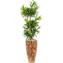 Plant in Pot Dracaena Reflexa Song og Jamaica 190 cm kamerplant in Baq Facets Jenga 35 cm bloempot