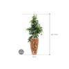 Plant in Pot Ficus Benjamina Danielle 165 cm kamerplant in Baq Facets Jenga 35 cm bloempot