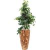 Plant in Pot Ficus Benjamina Danielle 165 cm kamerplant in Baq Facets Jenga 35 cm bloempot