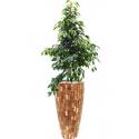 Plant in Pot Ficus Benjamina Danielle 165 cm kamerplant in Baq Facets Jenga 35 cm bloempot