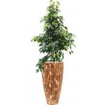 Plant in Pot Ficus Benjamina Danielle 165 cm kamerplant in Baq Facets Jenga 35 cm bloempot