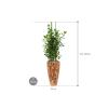 Plant in Pot Ficus Microcarpa Moclame 175 cm kamerplant in Baq Facets Jenga 35 cm bloempot