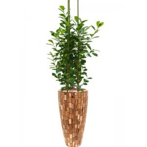 Plant in Pot Ficus Microcarpa Moclame 175 cm kamerplant in Baq Facets Jenga 35 cm bloempot