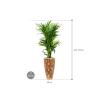 Plant in Pot Kentia Forsteriana 190 cm kamerplant in Baq Facets Jenga 35 cm bloempot