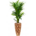 Plant in Pot Kentia Forsteriana 190 cm kamerplant in Baq Facets Jenga 35 cm bloempot