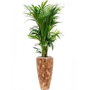 Plant in Pot Kentia Forsteriana 190 cm kamerplant in Baq Facets Jenga 35 cm bloempot