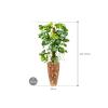 Plant in Pot Monstera Deliciosa 180 cm kamerplant in Baq Facets Jenga 35 cm bloempot