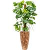 Plant in Pot Monstera Deliciosa 180 cm kamerplant in Baq Facets Jenga 35 cm bloempot