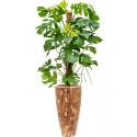 Plant in Pot Monstera Deliciosa 180 cm kamerplant in Baq Facets Jenga 35 cm bloempot