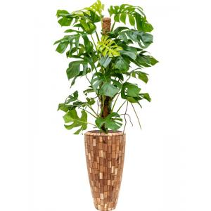 Plant in Pot Monstera Deliciosa 180 cm kamerplant in Baq Facets Jenga 35 cm bloempot