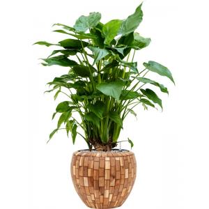 Plant in Pot Alocasia Cucculata 130 cm kamerplant in Baq Facets Jenga 42 cm bloempot