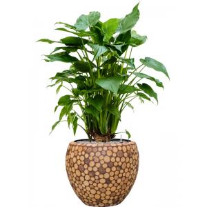 Plant in Pot Alocasia Cucculata 135 cm kamerplant in Baq Facets Ageless 50 cm bloempot