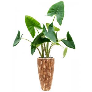 Plant in Pot Alocasia Zebrina 185 cm kamerplant in Baq Facets Jenga 35 cm hoge bloempot
