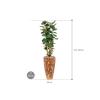 Plant in Pot Aralia Fabian 175 cm kamerplant in Baq Facets Jenga 35 cm bloempot