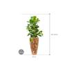 Plant in Pot Clusia Rosea 155 cm kamerplant in Baq Facets Jenga 35 cm bloempot