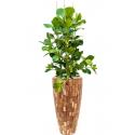 Plant in Pot Clusia Rosea 155 cm kamerplant in Baq Facets Jenga 35 cm bloempot