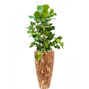 Plant in Pot Clusia Rosea 155 cm kamerplant in Baq Facets Jenga 35 cm bloempot