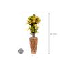 Plant in Pot Croton Variegatum Mrs Iceton 170 cm kamerplant in Baq Facets Jenga 35 cm bloempot