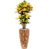 Plant in Pot Croton Variegatum Mrs Iceton 170 cm kamerplant in Baq Facets Jenga 35 cm bloempot