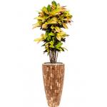 Plant in Pot Croton Variegatum Mrs Iceton 170 cm kamerplant in Baq Facets Jenga 35 cm bloempot
