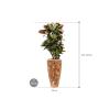 Plant in Pot Croton Variegatum Petra 160 cm kamerplant in Baq Facets Jenga 35 cm bloempot