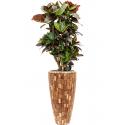 Plant in Pot Croton Variegatum Petra 160 cm kamerplant in Baq Facets Jenga 35 cm bloempot