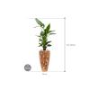 Plant in Pot Strelitzia Nicolai 175 cm kamerplant in Baq Facets Jenga 35 cm bloempot