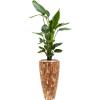 Plant in Pot Strelitzia Nicolai 175 cm kamerplant in Baq Facets Jenga 35 cm bloempot