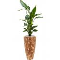 Plant in Pot Strelitzia Nicolai 175 cm kamerplant in Baq Facets Jenga 35 cm bloempot