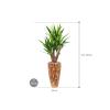 Plant in Pot Yucca Elephantipes 180 cm kamerplant in Baq Facets Jenga 35 cm bloempot