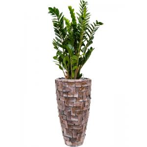 Plant in Pot Zamioculcas Zamiifolia 150 cm kamerplant in Baq Oceana Pearl Brown 35 cm bloempot